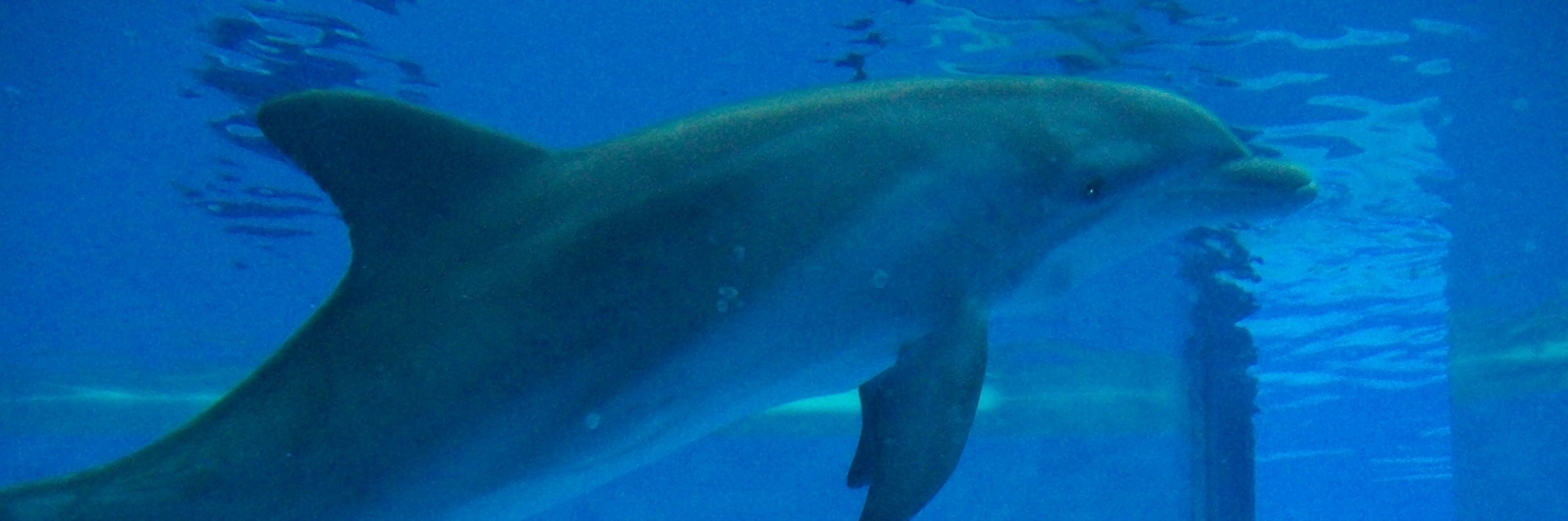 Nicola Fielding banner