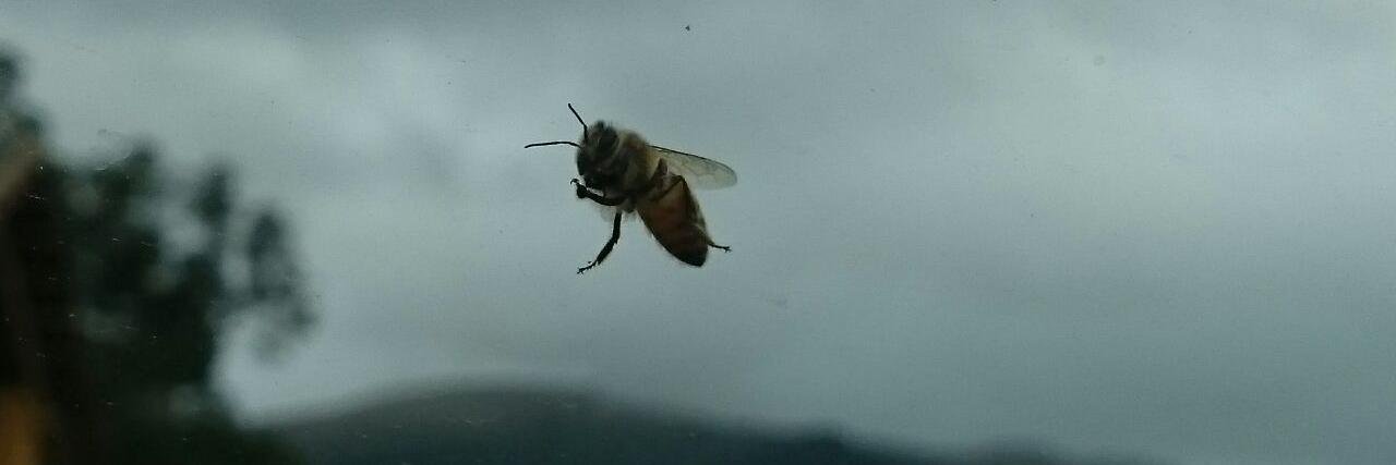 Martin Platonoff banner