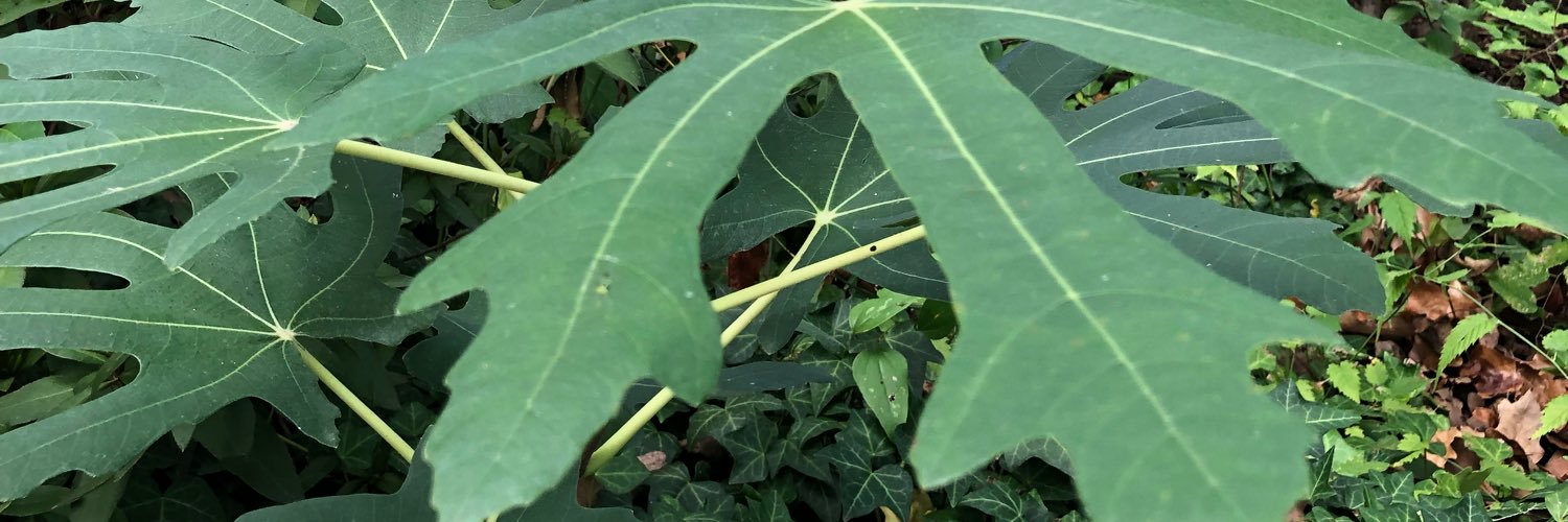 Stephanie Caruthers banner