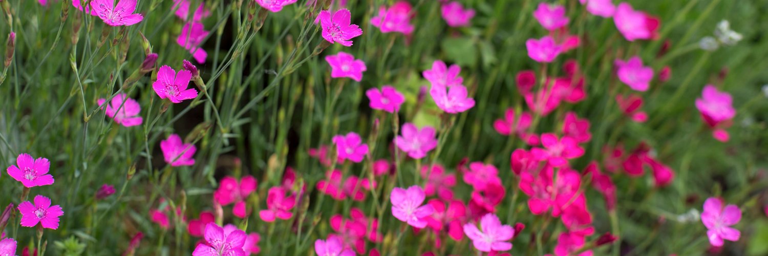 CUintheGarden's profile banner image