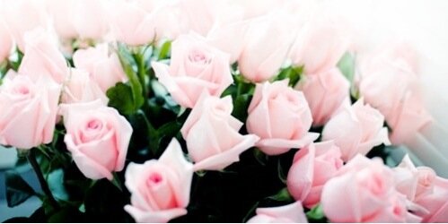 heavenlyflowcrs's profile banner image