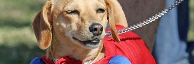 Austin Merullo banner