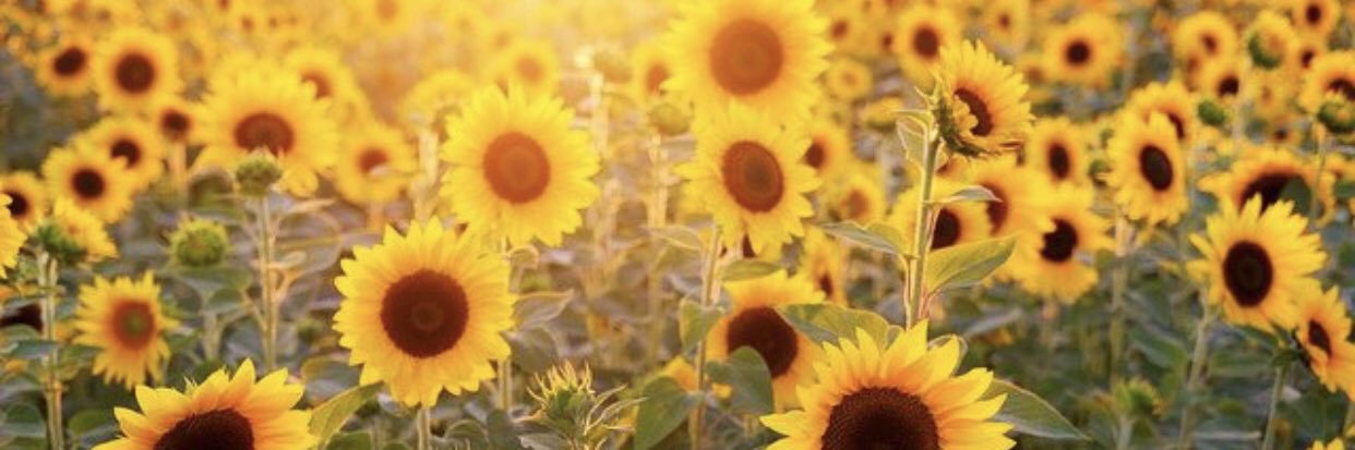 SearlesGirl's profile banner image