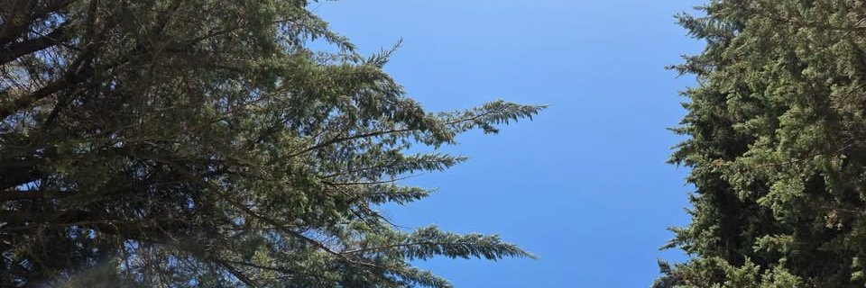 paumosca's profile banner image