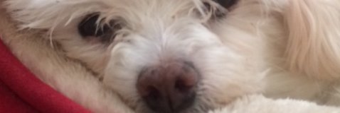 scluffman's profile banner image