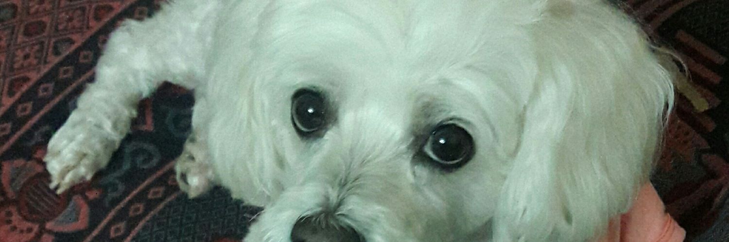 SoledadDaniel's profile banner image
