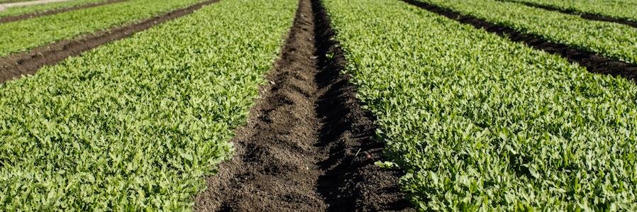 arugula banner