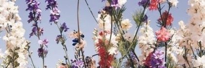 nuancesviolet's profile banner image