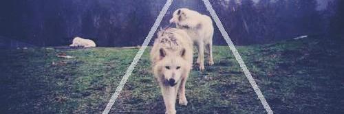 lobito_AGR's profile banner image