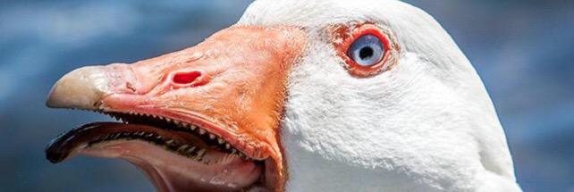meqanasty's profile banner image