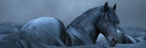 Shaylene1995's profile banner image