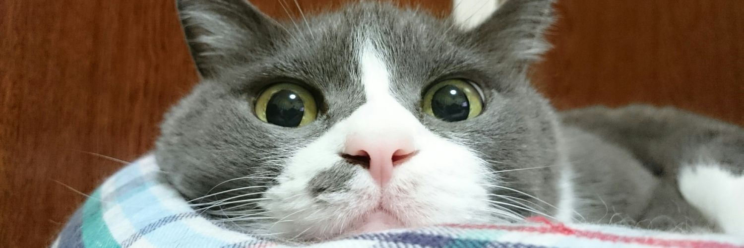 fuwadora's profile banner image