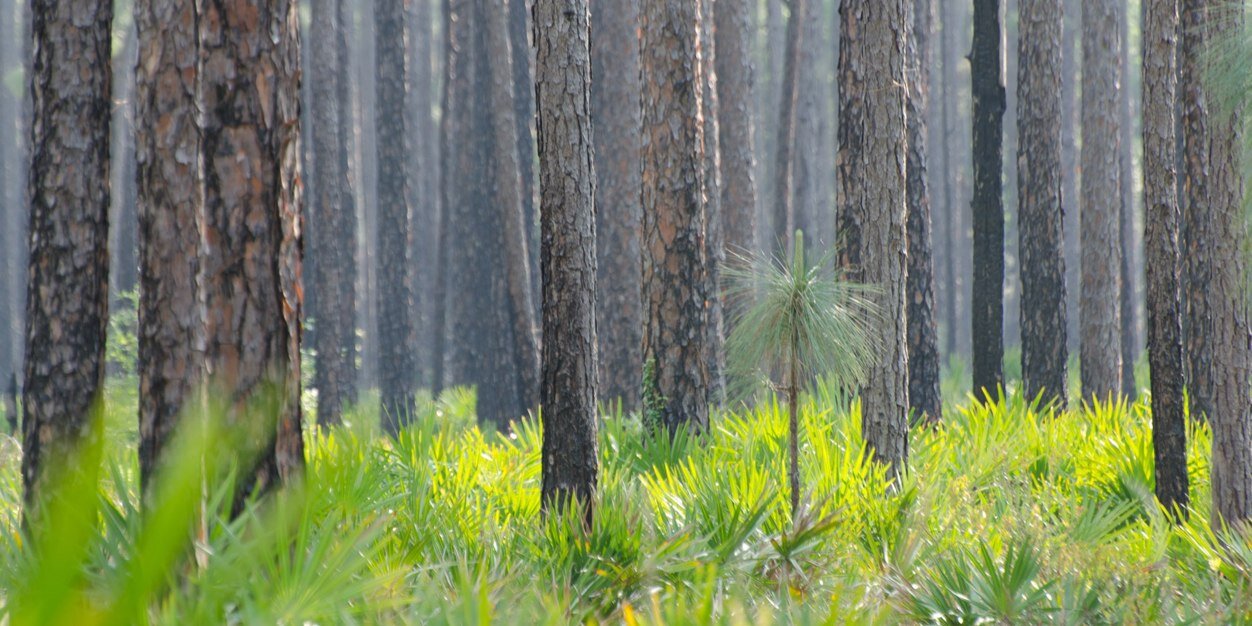 FL Wildlife Corridor Foundation banner