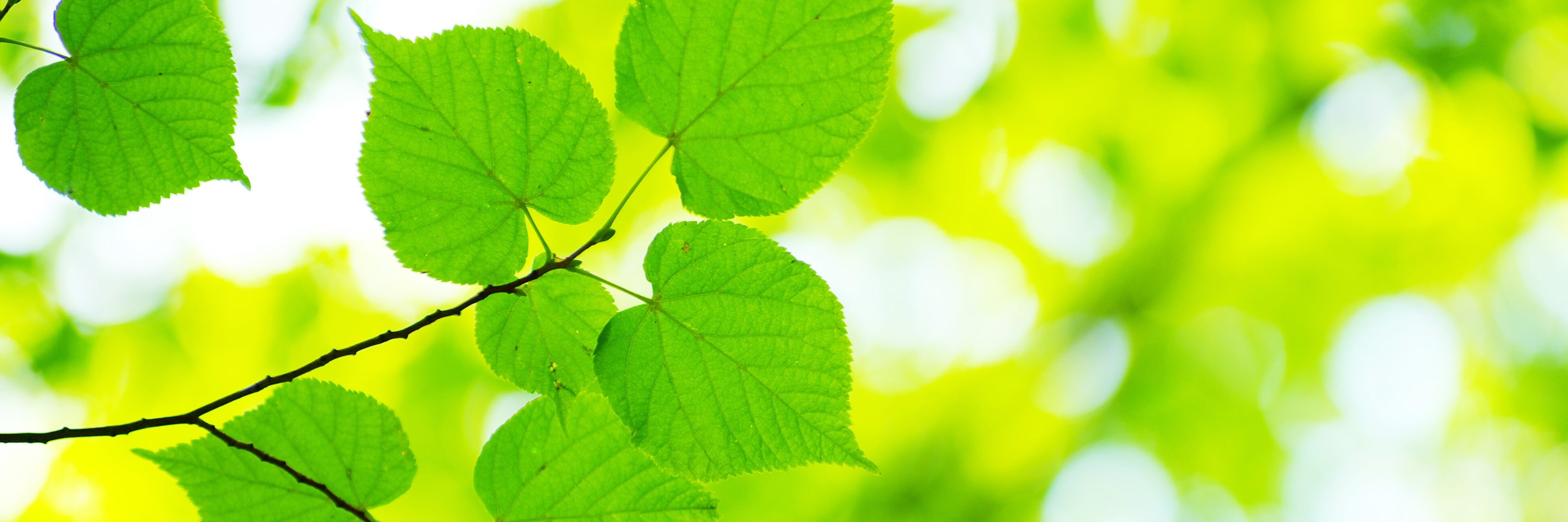 GoNaturalistic's profile banner image