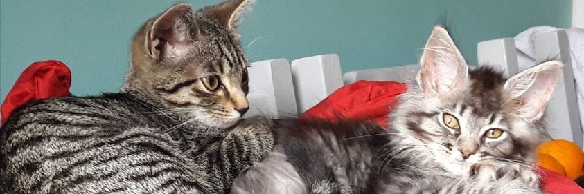 sweetpeattfn's profile banner image