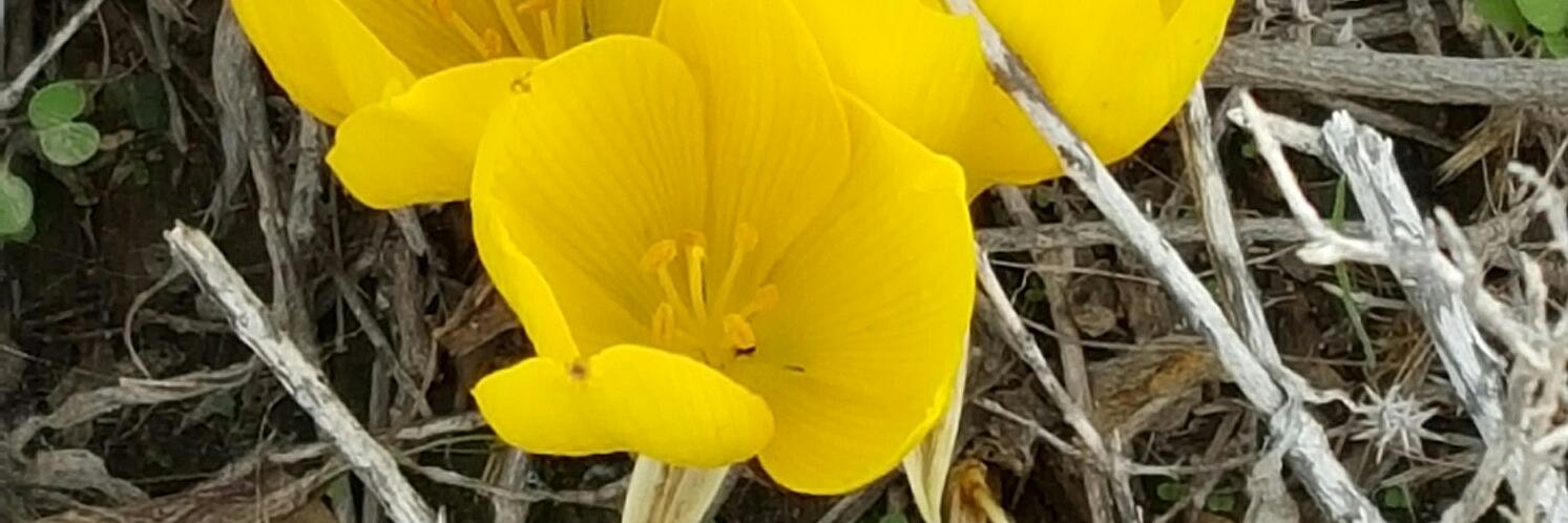 Connie Putterman banner