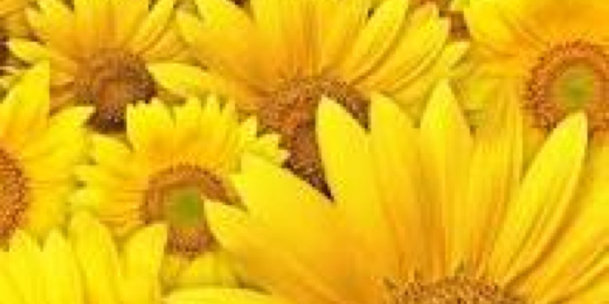 sarahhhgilbert's profile banner image