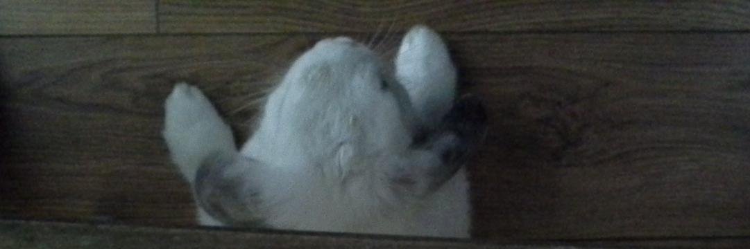 Santiago Cano banner