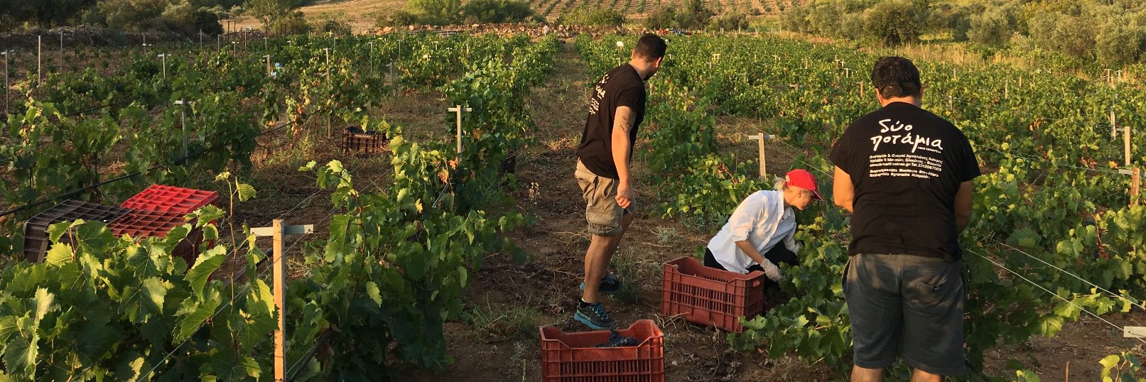 samartziswinery's profile banner image