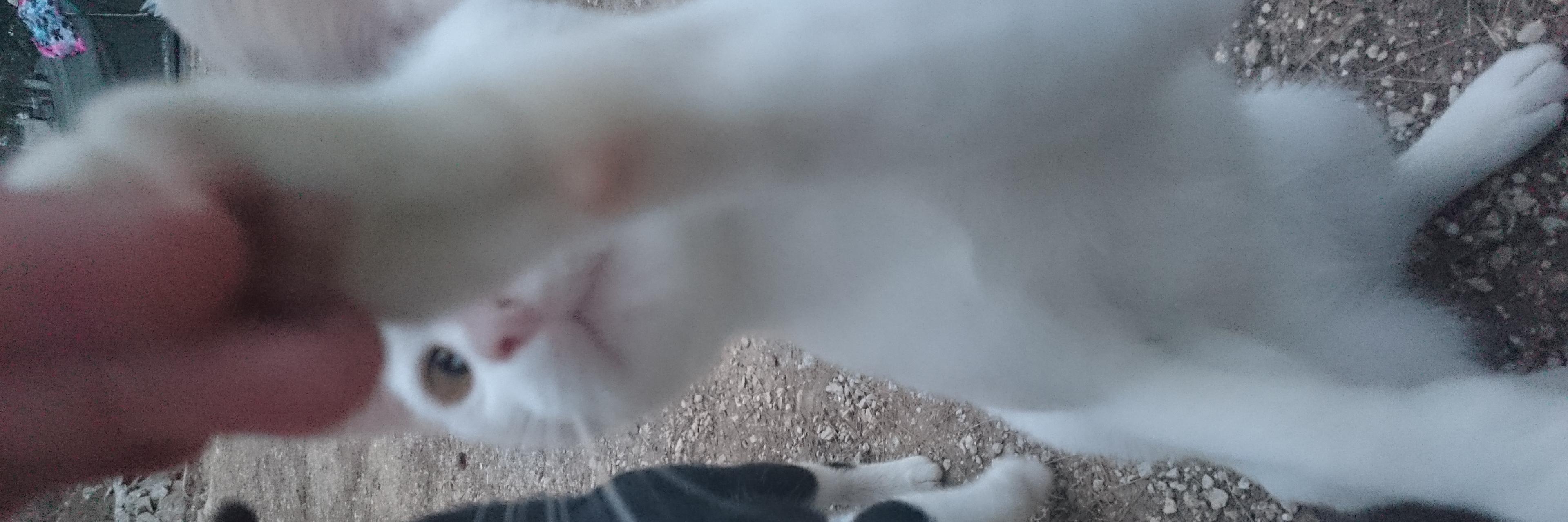 Snarftang's profile banner image