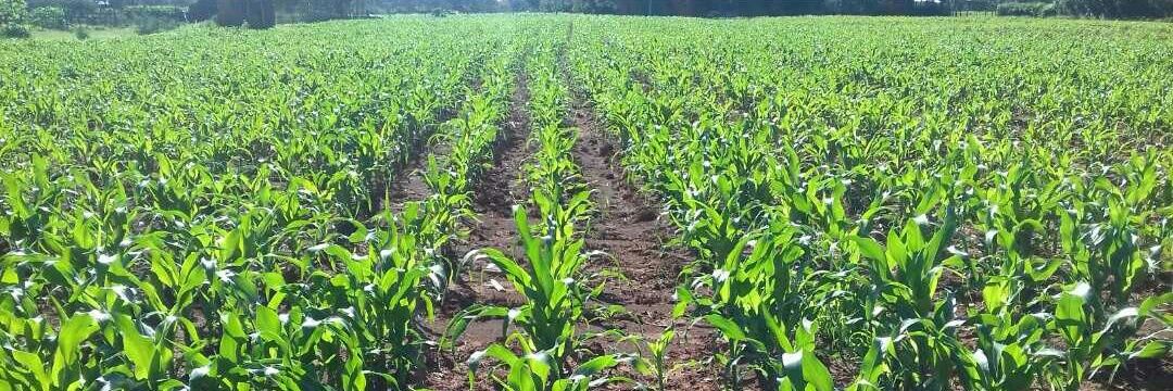 SANG OLE ROPTA (BOY WA VASHA) banner