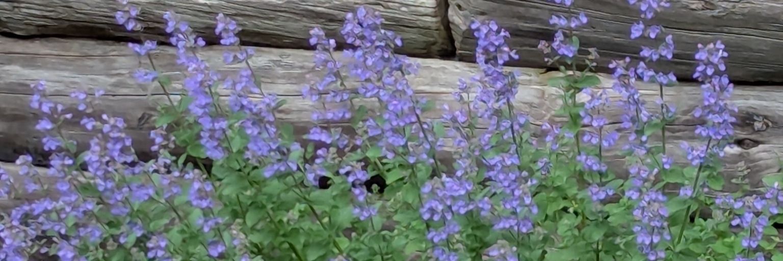 AJEFM🌞🕊️❤️ banner