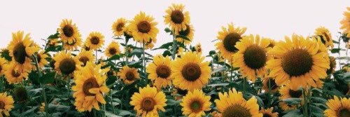 weeezyf_kt's profile banner image