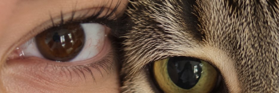 Brfnfs's profile banner image