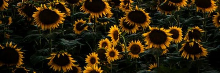 marianajbh's profile banner image