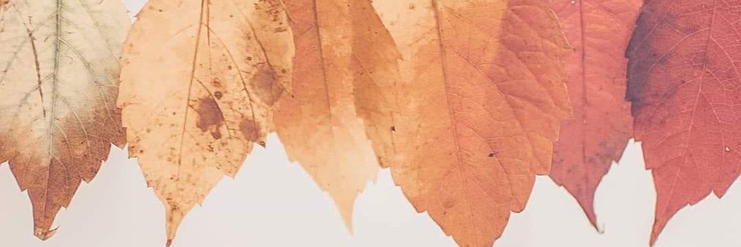 alysamckay's profile banner image