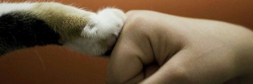 A😺 banner