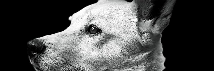 GoGoCamaro's profile banner image