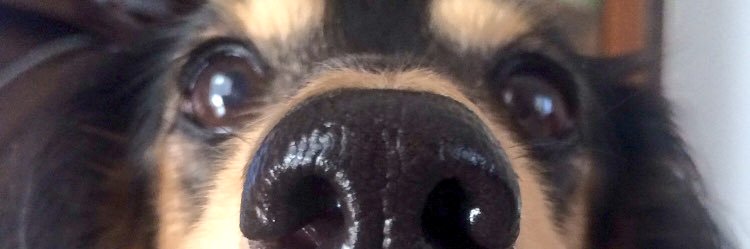 bechicoo's profile banner image