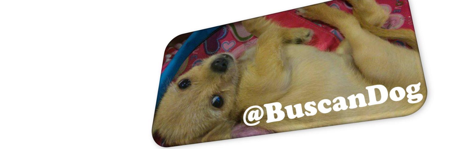BuscanDog banner
