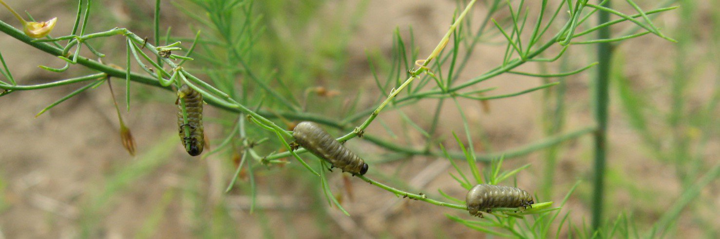 Vegetable Entomology banner