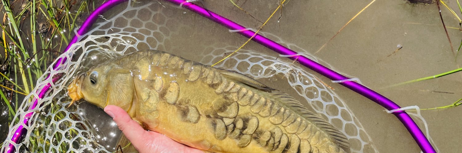 Not Only Trout banner