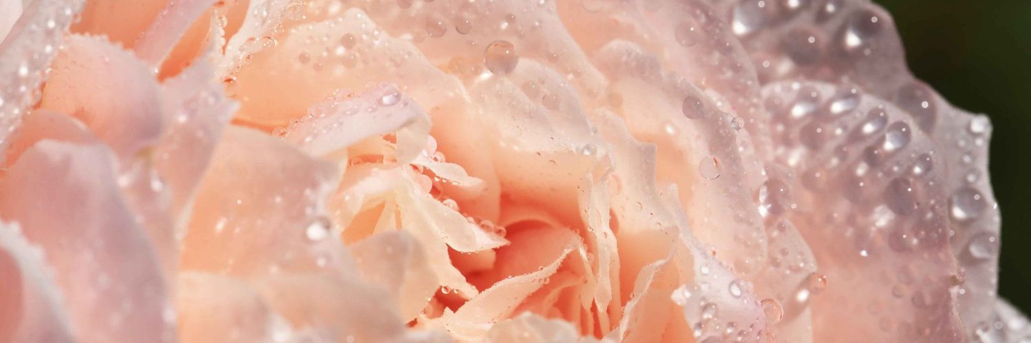 springmintice's profile banner image