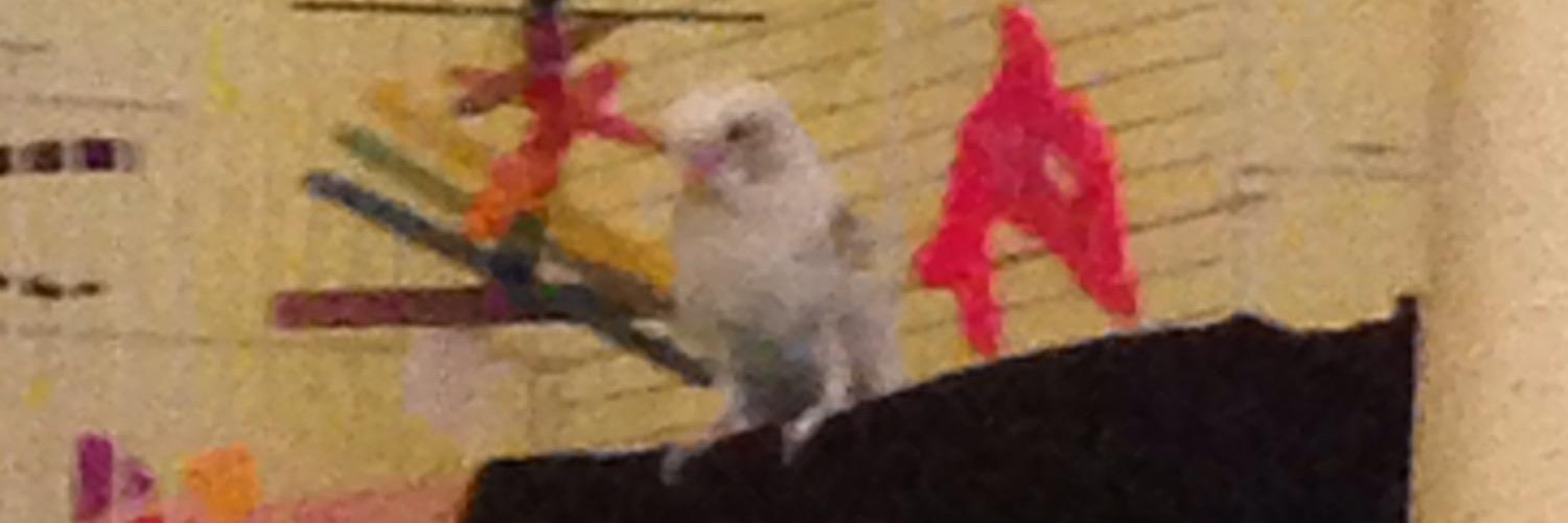 PThebird's profile banner image