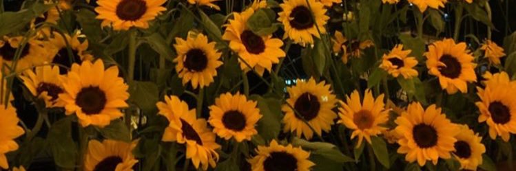bea_buzato's profile banner image