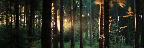 veroenelbosque's profile banner image