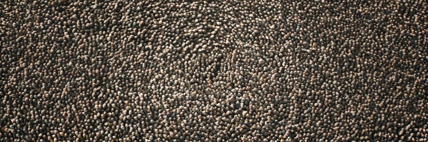 Paul Tagliatelle banner