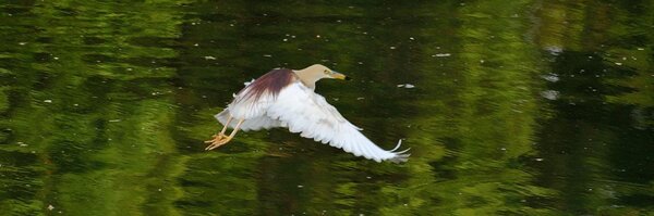 tutorialpoint Profile Banner