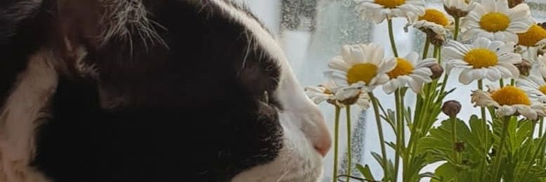 PauTitus's profile banner image