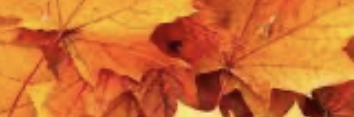 SteveRizzo_'s profile banner image