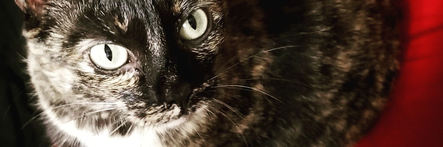 glomdi's profile banner image