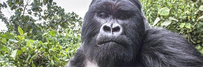 gorilla_watcher's profile banner image