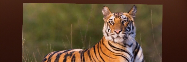 Annie Gottlieb banner