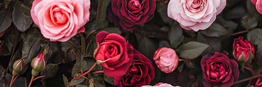 Fatmaelsaiid's profile banner image
