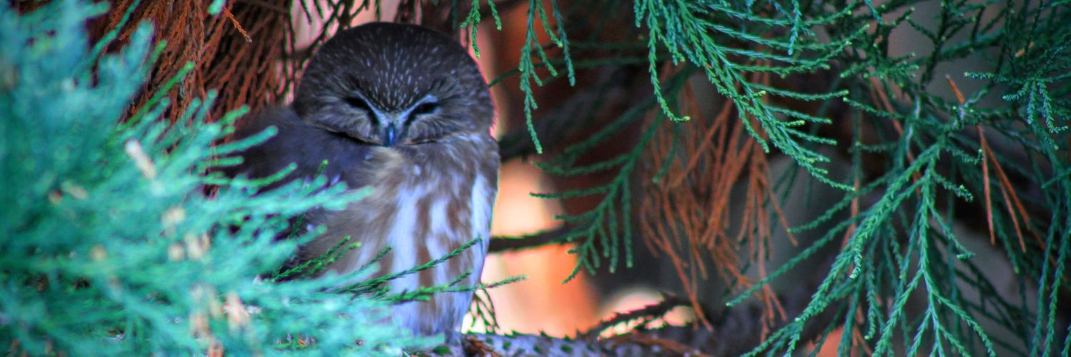 layzee_bones's profile banner image