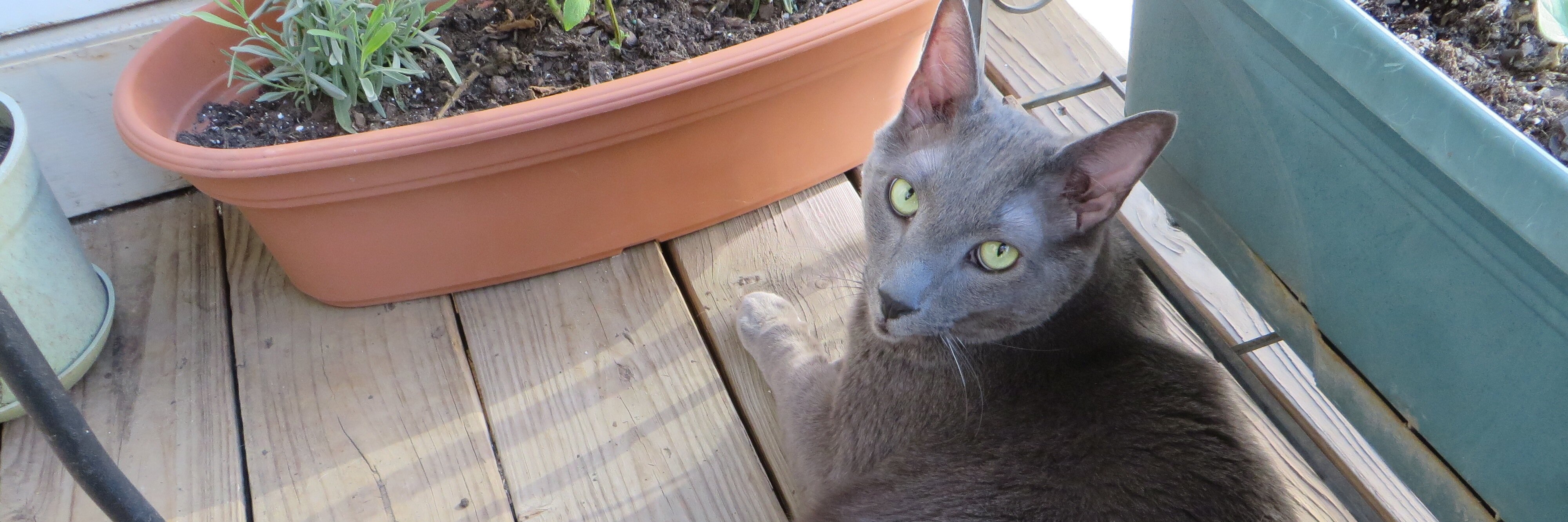 FosterCatTBird's profile banner image